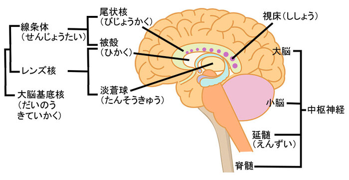 中枢神経系 (脳)のイメージ画像