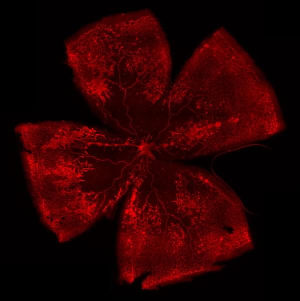 エクスペリメンティカの事例画像
