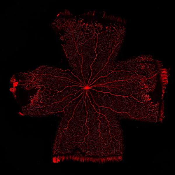 エクスペリメンティカの事例画像