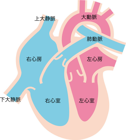 心血管系のイメージ画像