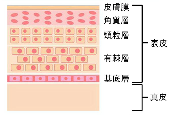 皮膚系のイメージ画像