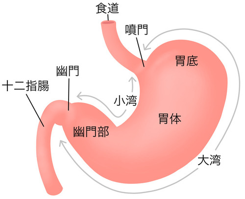 消化管（胃腸系）のイメージ画像