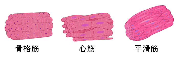 筋骨格系のイメージ画像