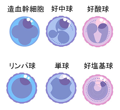 免疫・造血系のイメージ画像