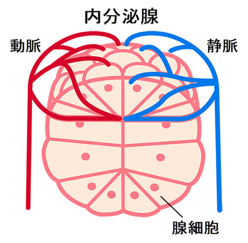 内分泌・代謝系のイメージ画像
