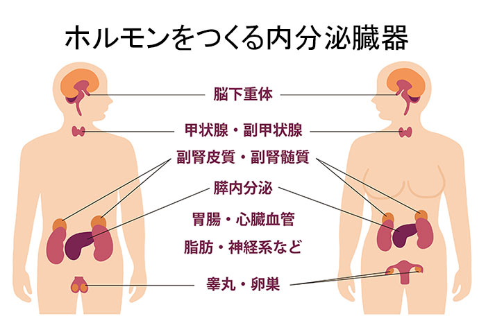生殖・内分泌系のイメージ画像